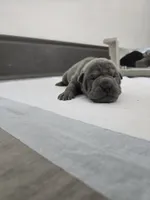 Blue, a male Chinese Shar-Pei for sale in Rochester, NY – Photo 3 of 10