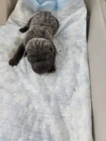 Blue, a male Chinese Shar-Pei for sale in Rochester, NY – Photo 8 of 9