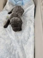 Blue, a male Chinese Shar-Pei for sale in Rochester, NY – Photo 9 of 9