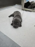 Blue, a male Chinese Shar-Pei for sale in Rochester, NY – Photo 5 of 10