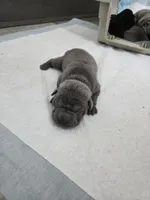 Blue, a male Chinese Shar-Pei for sale in Rochester, NY – Photo 7 of 10