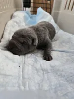 La blue blue , a male Chinese Shar-Pei for sale in Rochester, NY – Photo 6 of 10