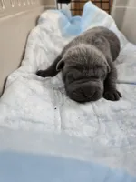 La blue blue , a male Chinese Shar-Pei for sale in Rochester, NY – Photo 3 of 10