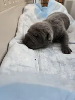 La blue blue , a male Chinese Shar-Pei for sale in Rochester, NY – Photo 9 of 10