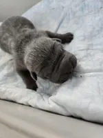 La blue blue , a male Chinese Shar-Pei for sale in Rochester, NY – Photo 10 of 10