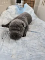 La blue blue , a male Chinese Shar-Pei for sale in Rochester, NY – Photo 7 of 10