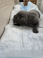 La blue blue , a male Chinese Shar-Pei for sale in Rochester, NY – Photo 4 of 10