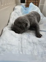 La blue blue , a male Chinese Shar-Pei for sale in Rochester, NY – Photo 5 of 10