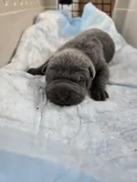 La blue blue , a male Chinese Shar-Pei for sale in Rochester, NY – Photo 1 of 10