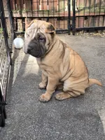 Big mamma , a female Chinese Shar-Pei for sale in Rochester, NY – 4 of 10