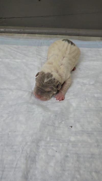 Mrs. Magoo, a female Chinese Shar-Pei for sale in Rochester, NY – 9 of 10