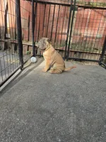 Big mamma , a female Chinese Shar-Pei for sale in Rochester, NY – 8 of 10