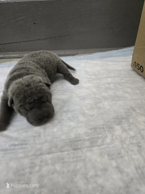 Blueberry pie – Chinese Shar-Pei puppy for sale in Rochester, NY