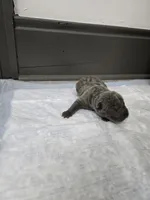 Blueberry pie, a female Chinese Shar-Pei for sale in Rochester, NY – 5 of 9