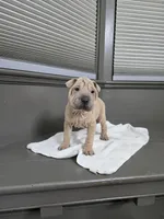Vanilla, a female Chinese Shar-Pei for sale in Rochester, NY – Photo 4 of 10
