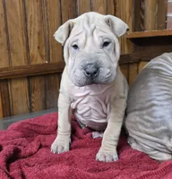 Vanilla, a female Chinese Shar-Pei for sale in Rochester, NY – Photo 8 of 10