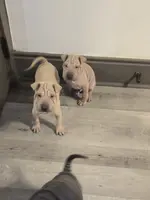 Vanilla, a female Chinese Shar-Pei for sale in Rochester, NY – Photo 2 of 10