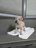 Vanilla, a female Chinese Shar-Pei for sale in Rochester, NY – Photo 5 of 10