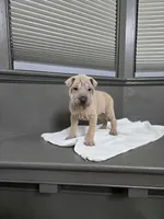 Vanilla, a female Chinese Shar-Pei for sale in Rochester, NY – Photo 7 of 10