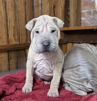 Vanilla, a female Chinese Shar-Pei for sale in Rochester, NY – Photo 10 of 10