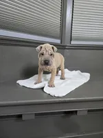 Vanilla, a female Chinese Shar-Pei for sale in Rochester, NY – Photo 3 of 10
