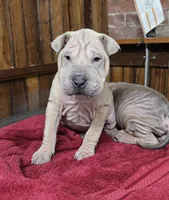 Vanilla, a female Chinese Shar-Pei for sale in Rochester, NY – Photo 9 of 10
