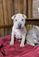 Vanilla, a female Chinese Shar-Pei for sale in Rochester, NY – Photo 6 of 10