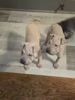 Vanilla, a female Chinese Shar-Pei for sale in Rochester, NY – Photo 1 of 10