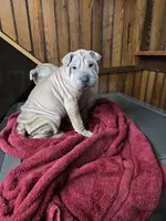 Vanilla, a female Chinese Shar-Pei for sale in Rochester, NY – Photo 10 of 10