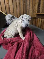 Vanilla, a female Chinese Shar-Pei for sale in Rochester, NY – Photo 7 of 10