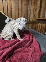 Vanilla, a female Chinese Shar-Pei for sale in Rochester, NY – Photo 4 of 10