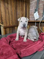 Vanilla, a female Chinese Shar-Pei for sale in Rochester, NY – Photo 6 of 10