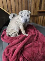 Vanilla, a female Chinese Shar-Pei for sale in Rochester, NY – Photo 9 of 10
