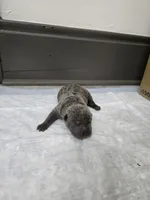 Blueberry pie, a female Chinese Shar-Pei for sale in Rochester, NY – 2 of 9