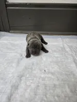 Blueberry pie, a female Chinese Shar-Pei for sale in Rochester, NY – 4 of 9