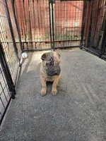 Big mamma , a female Chinese Shar-Pei for sale in Rochester, NY – 10 of 10