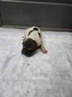 Poka dot , a female Chinese Shar-Pei for sale in Rochester, NY – 3 of 7