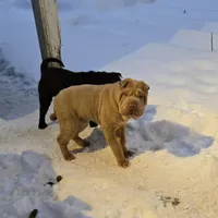 Cinnamon, a male Chinese Shar-Pei for sale in Rochester, NY – Photo 3 of 3
