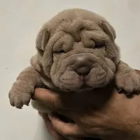 Cinnamon, a male Chinese Shar-Pei for sale in Rochester, NY – Photo 1 of 3