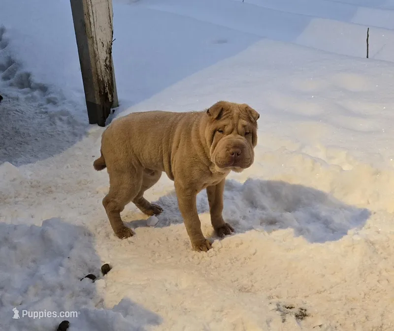 Cinnamon – Chinese Shar-Pei puppy for sale in Rochester, NY