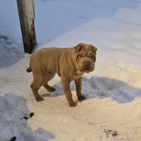 Cinnamon, a male Chinese Shar-Pei for sale in Rochester, NY – Photo 2 of 3