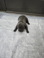 Blueberry pie, a female Chinese Shar-Pei for sale in Rochester, NY – 6 of 9