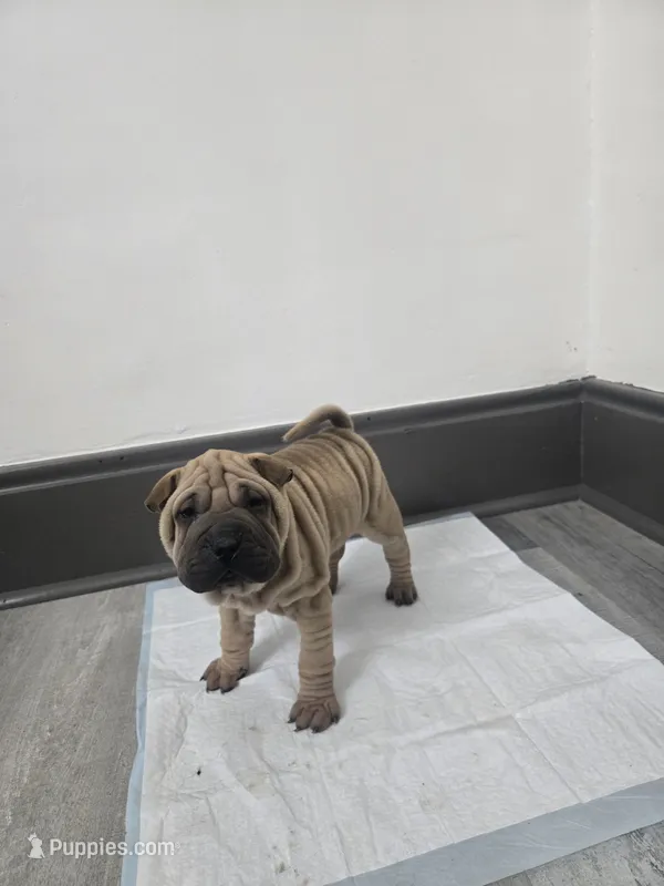 Kookie – Chinese Shar-Pei puppy for sale in Rochester, NY