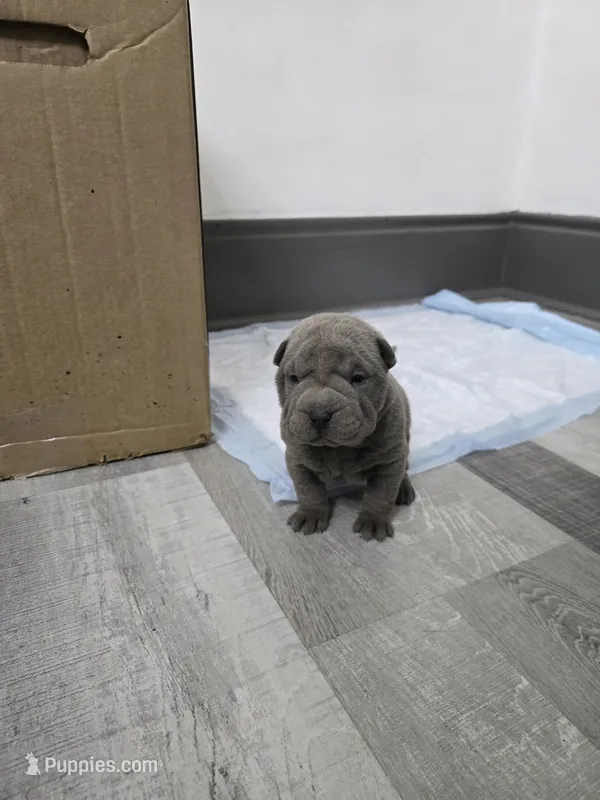 Blueberry pie – Chinese Shar-Pei puppy for sale in Rochester, NY