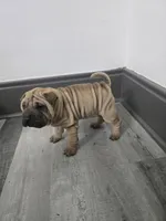 Kookie, a female Chinese Shar-Pei for sale in Rochester, NY – 6 of 8