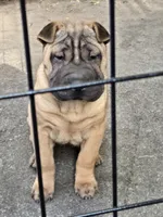 Big mamma , a female Chinese Shar-Pei for sale in Rochester, NY – 6 of 10