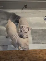 Sand man, a male Chinese Shar-Pei for sale in Rochester, NY – Photo 4 of 7