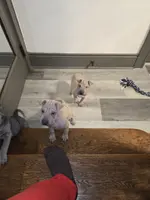 Sand man, a male Chinese Shar-Pei for sale in Rochester, NY – Photo 7 of 7