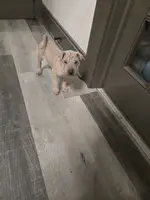 Sand man, a male Chinese Shar-Pei for sale in Rochester, NY – Photo 3 of 7