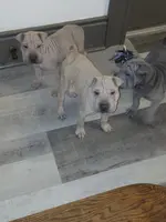 Sand man, a male Chinese Shar-Pei for sale in Rochester, NY – Photo 2 of 7